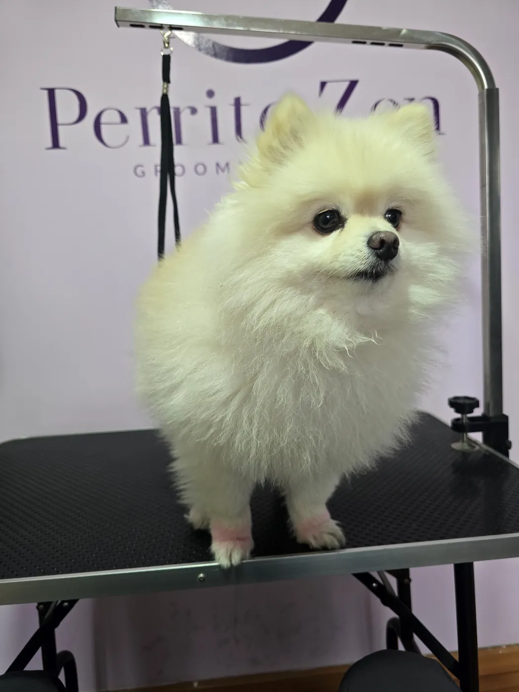 Pomerania blanco con pelaje esponjoso tras su baño en Perrito Zen, Antofagasta
