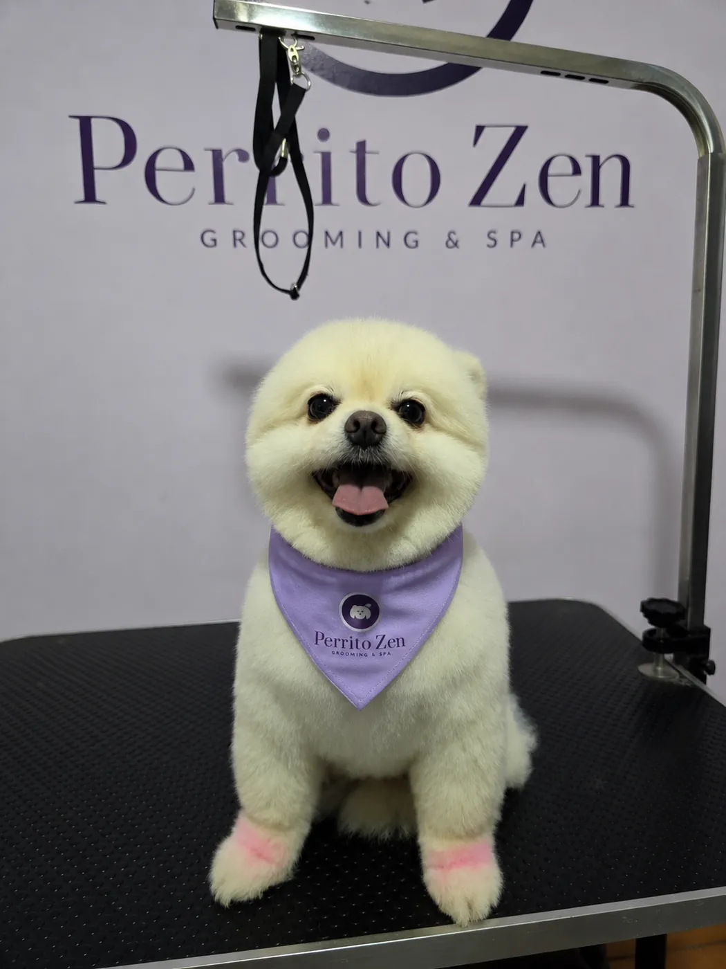 Pomerania con corte teddy y pañuelo de Perrito Zen, peluquería canina en Antofagasta