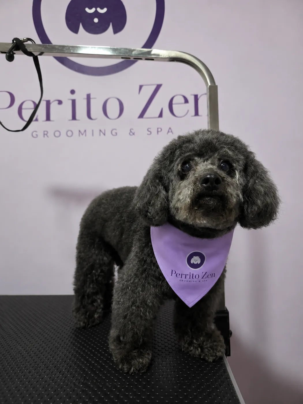 Poodle miniatura gris recién peluqueado con pañuelo de Perrito Zen