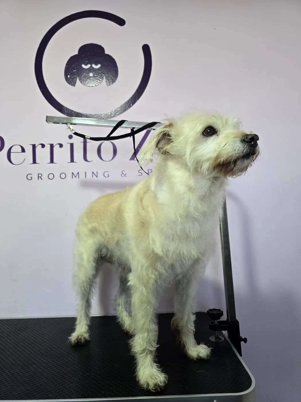 Terrier blanco con corte prolijo sobre la mesa de grooming de Perrito Zen