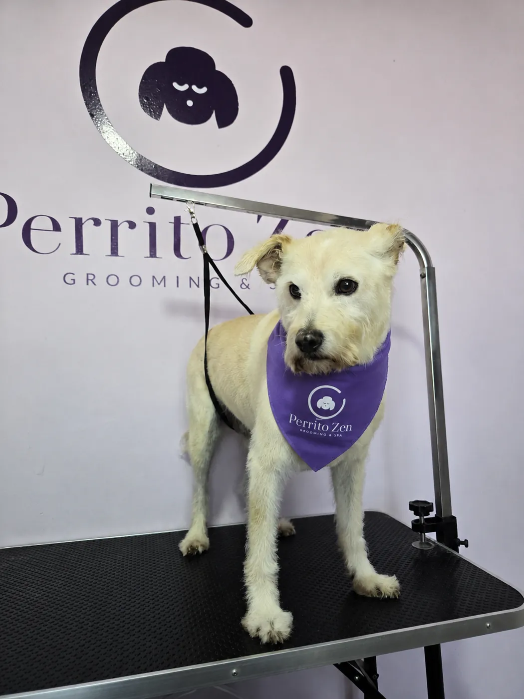 Perro terrier color crema con pañuelo de Perrito Zen tras su baño completo